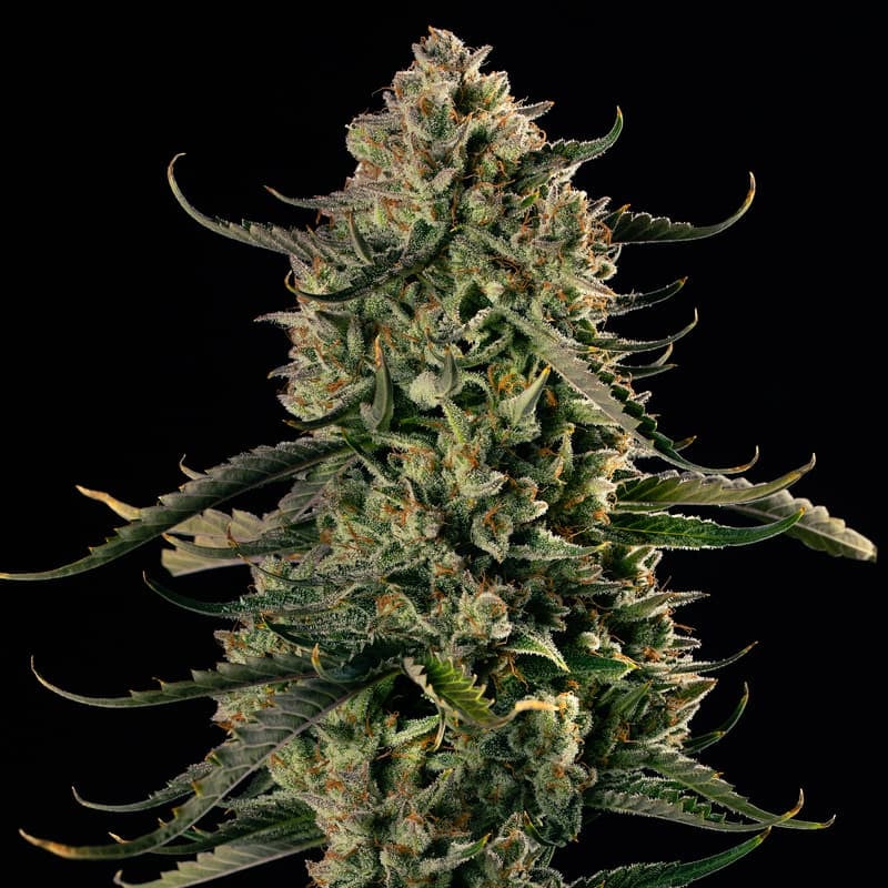 MAC Dawg XXL Auto — Silent Seeds