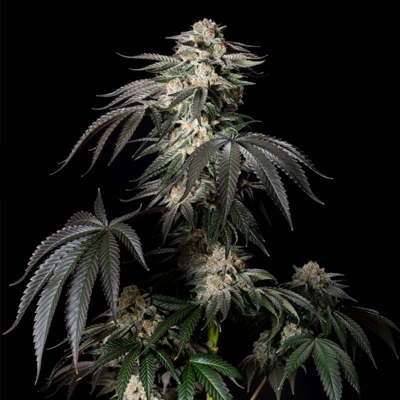Mint Candy — Silent Seeds