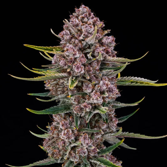 Purplenade XXL Auto — Silent Seeds