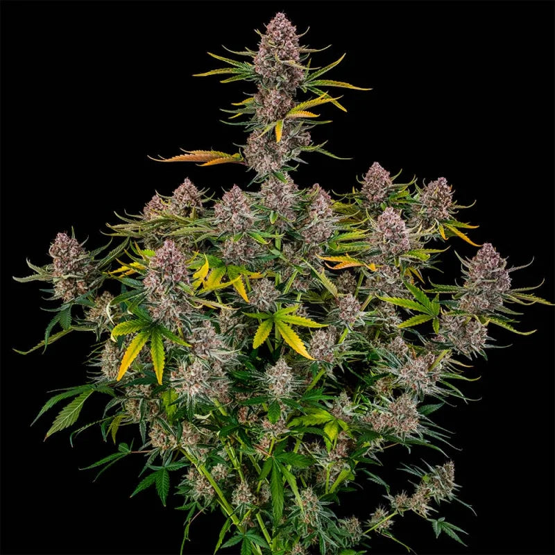 Purplenade XXL Auto — Silent Seeds