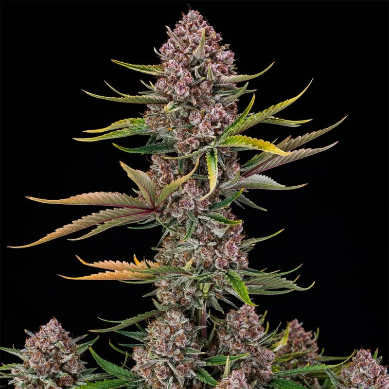 Purplenade XXL Auto — Silent Seeds