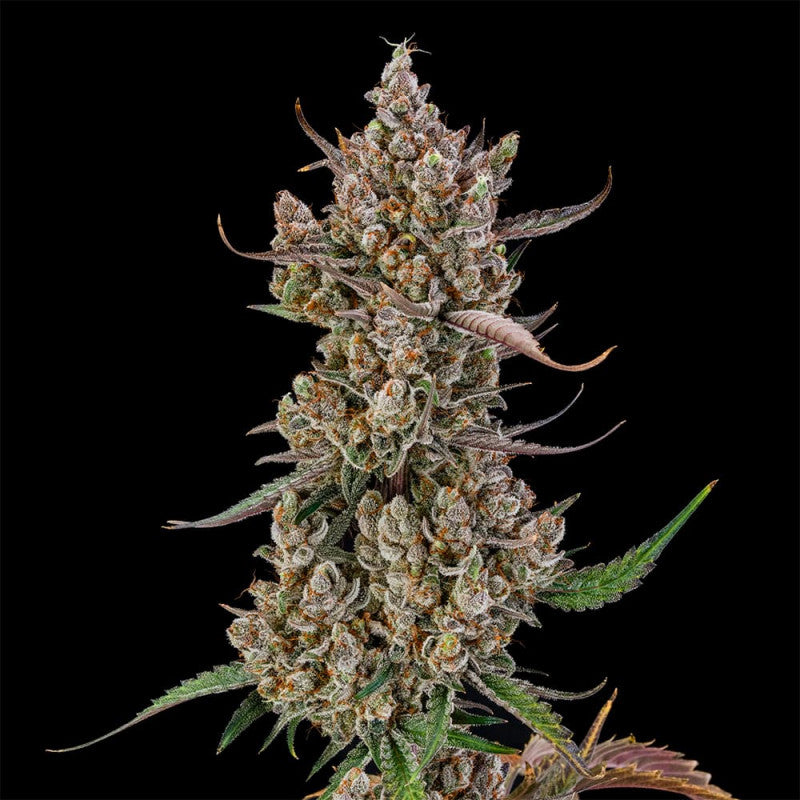 Rainbow Breath Auto — Silent Seeds
