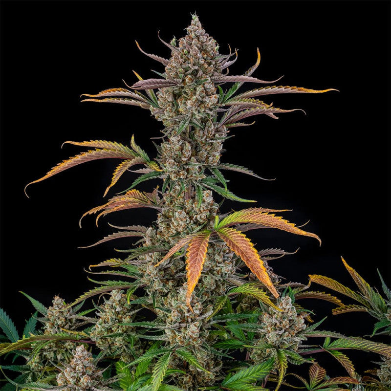 Rainbow Breath Auto — Silent Seeds