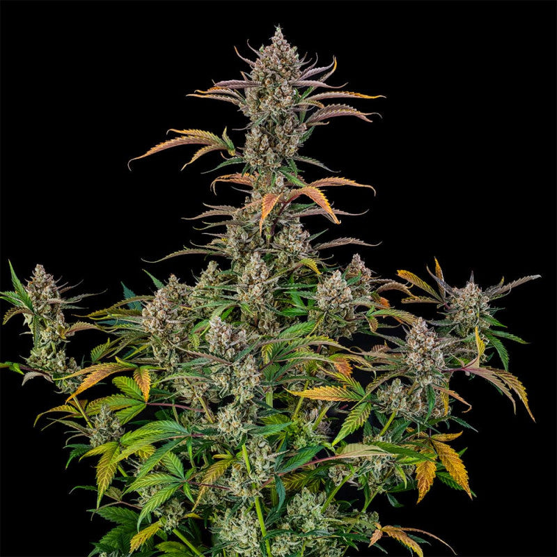 Rainbow Breath Auto — Silent Seeds