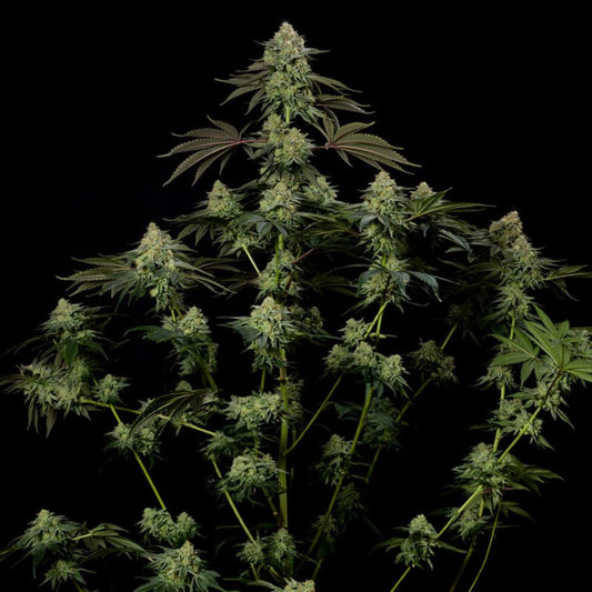 Rainbow Gas — Silent Seeds