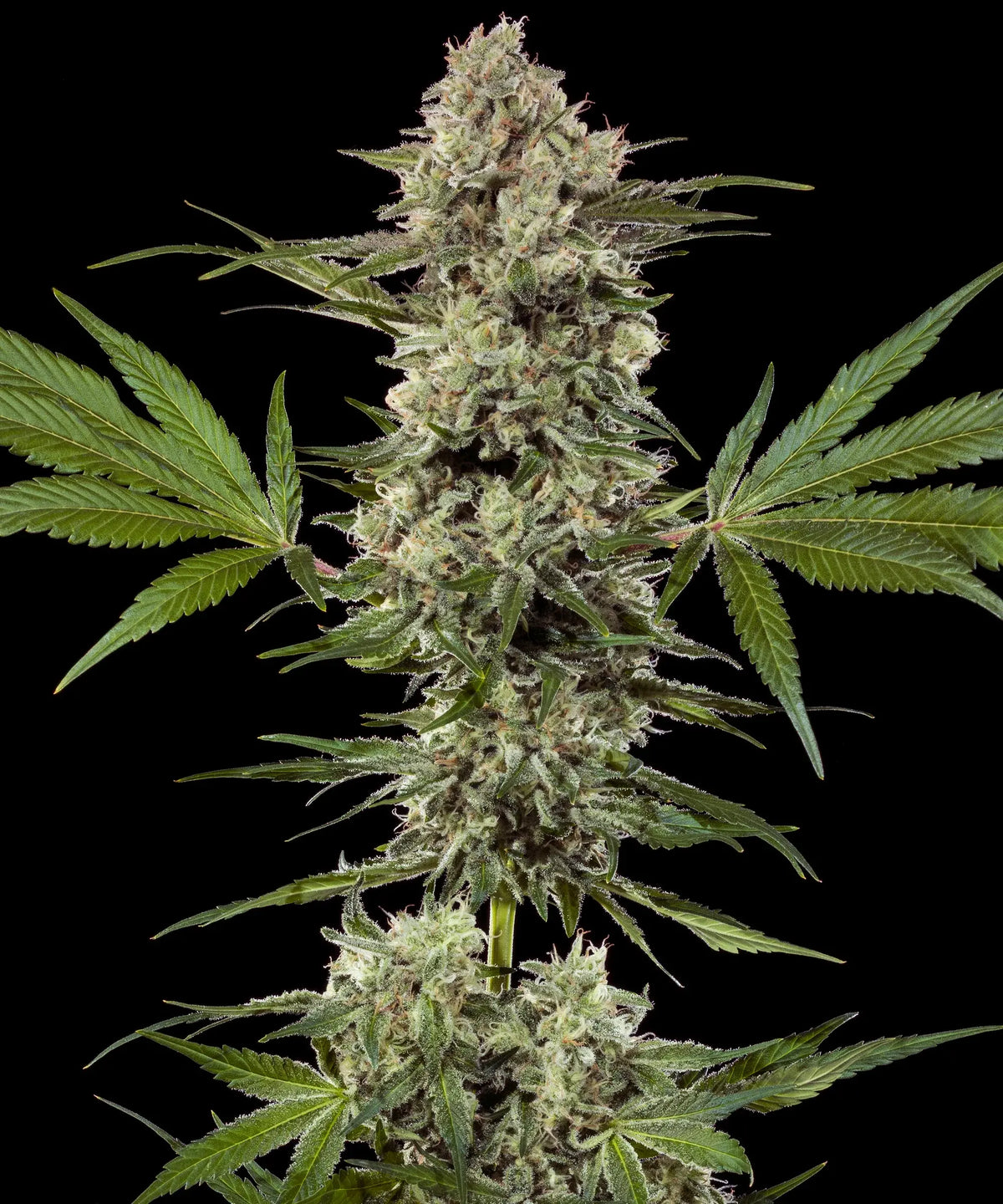 Banana Runtz F1 Hybrid Strain