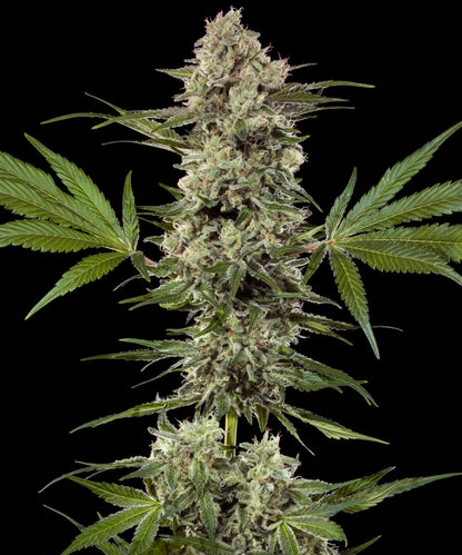 Banana Runtz F1 Hybrid Strain