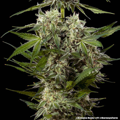Banana Runtz F1 Hybrid Strain