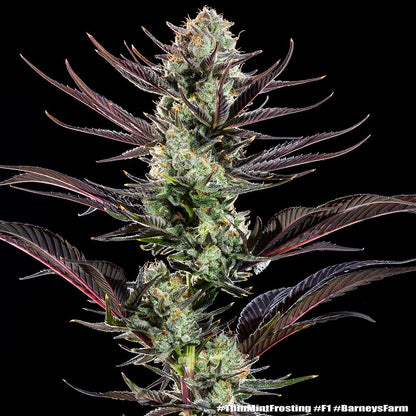 Thin Mint Frosting F1 hybrid