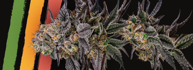 Julian Marley Special — Silent Seeds