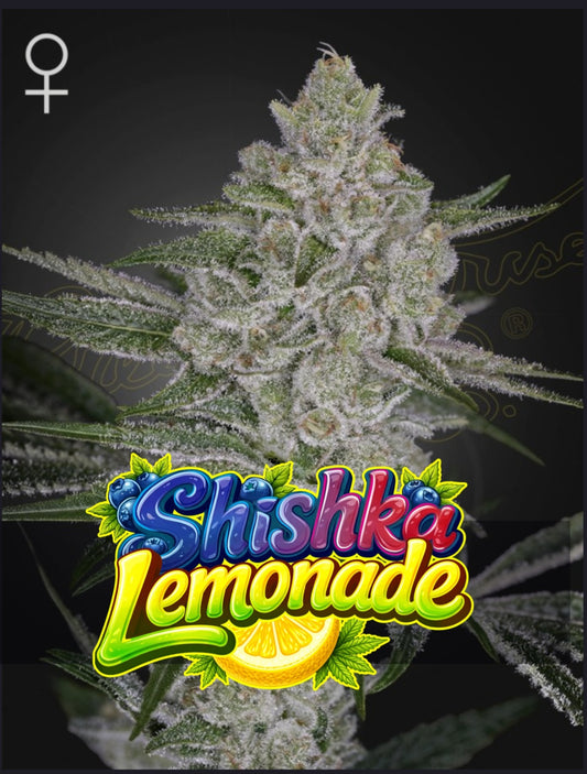 Shishka Lemonade