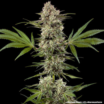 Banana Runtz F1 Hybrid Strain