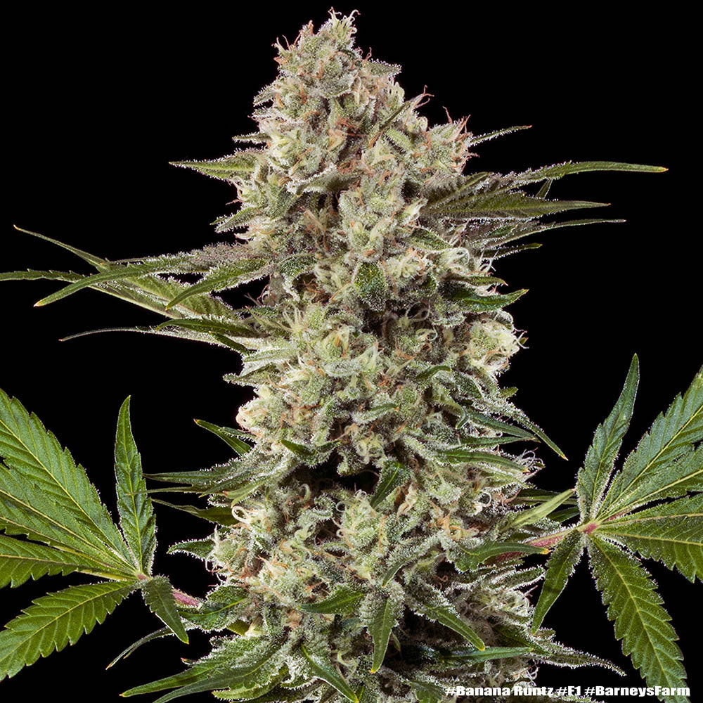 Banana Runtz F1 Hybrid Strain