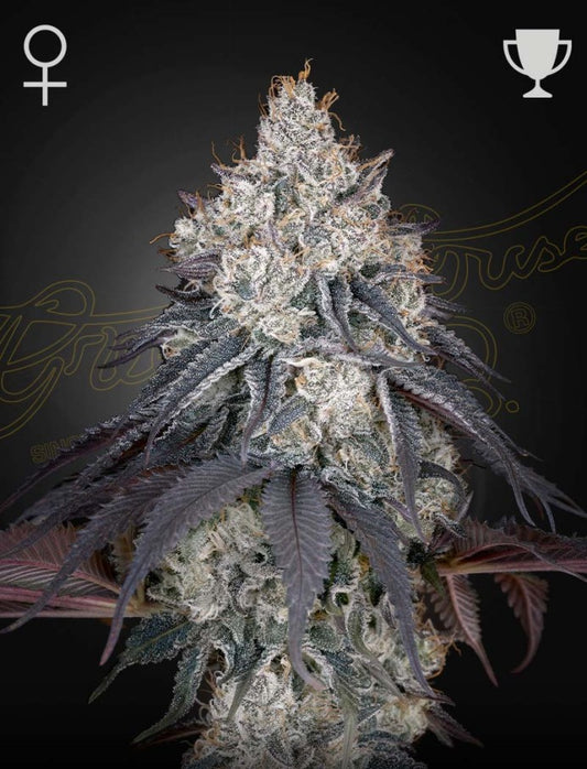 Lemon Orange (Feminised)