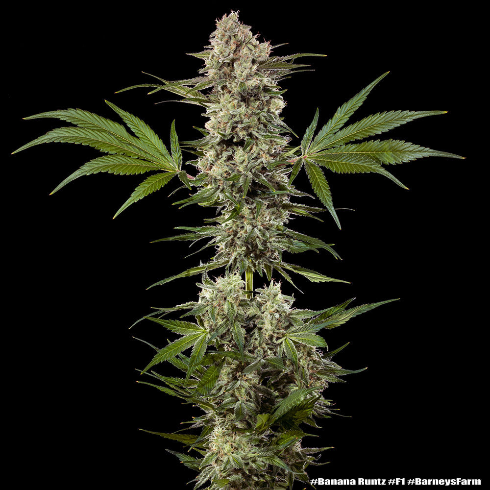 Banana Runtz F1 Hybrid Strain
