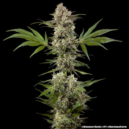 Banana Runtz F1 Hybrid Strain