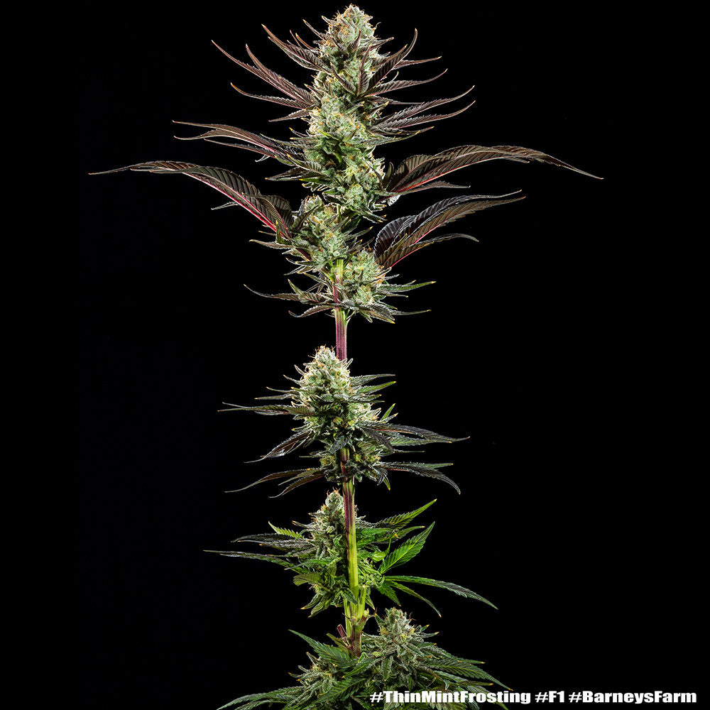 Thin Mint Frosting F1 hybrid
