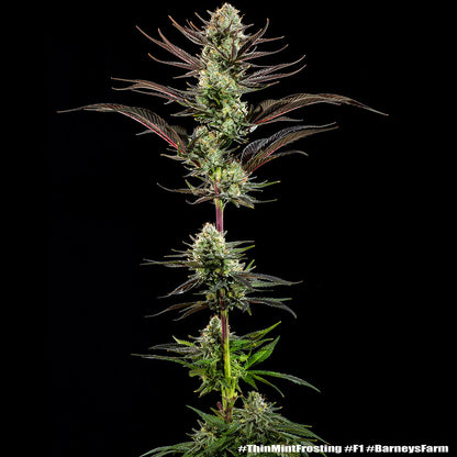 Thin Mint Frosting F1 hybrid
