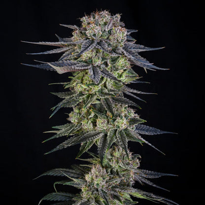 Julian Marley Special — Silent Seeds