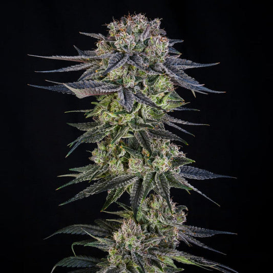 Julian Marley Special — Silent Seeds