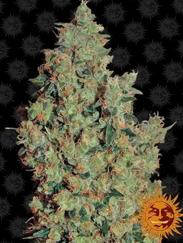 TANGERINE DREAM