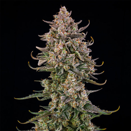 Triangle Kush Auto — Silent Seeds