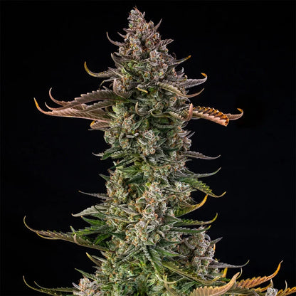 Triangle Kush Auto — Silent Seeds