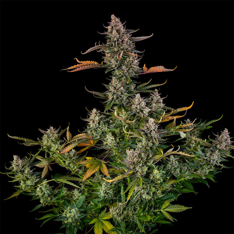 Triangle Kush Auto — Silent Seeds