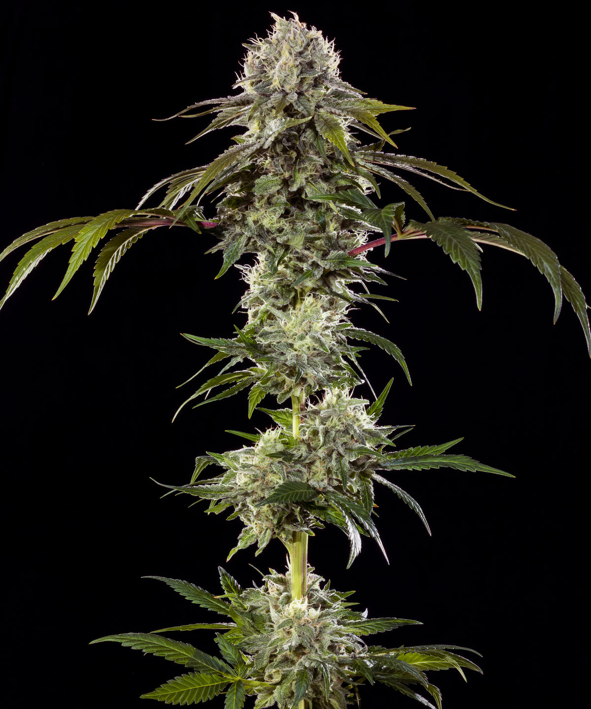 Durban poison