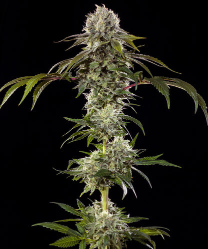 Durban poison